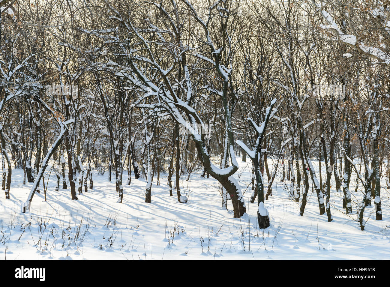 Waldbäume mit weißen Winter Schnee bedeckt Stockfoto