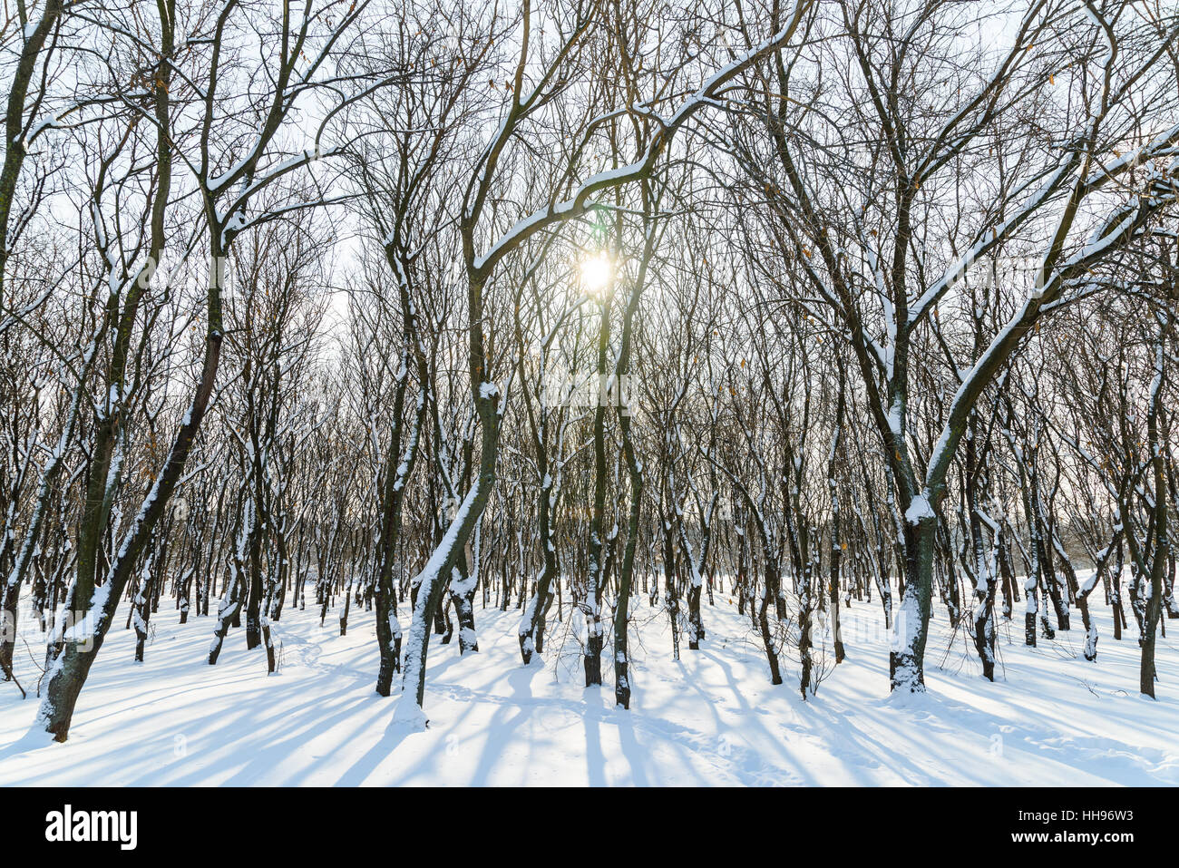 Waldbäume mit weißen Winter Schnee bedeckt Stockfoto