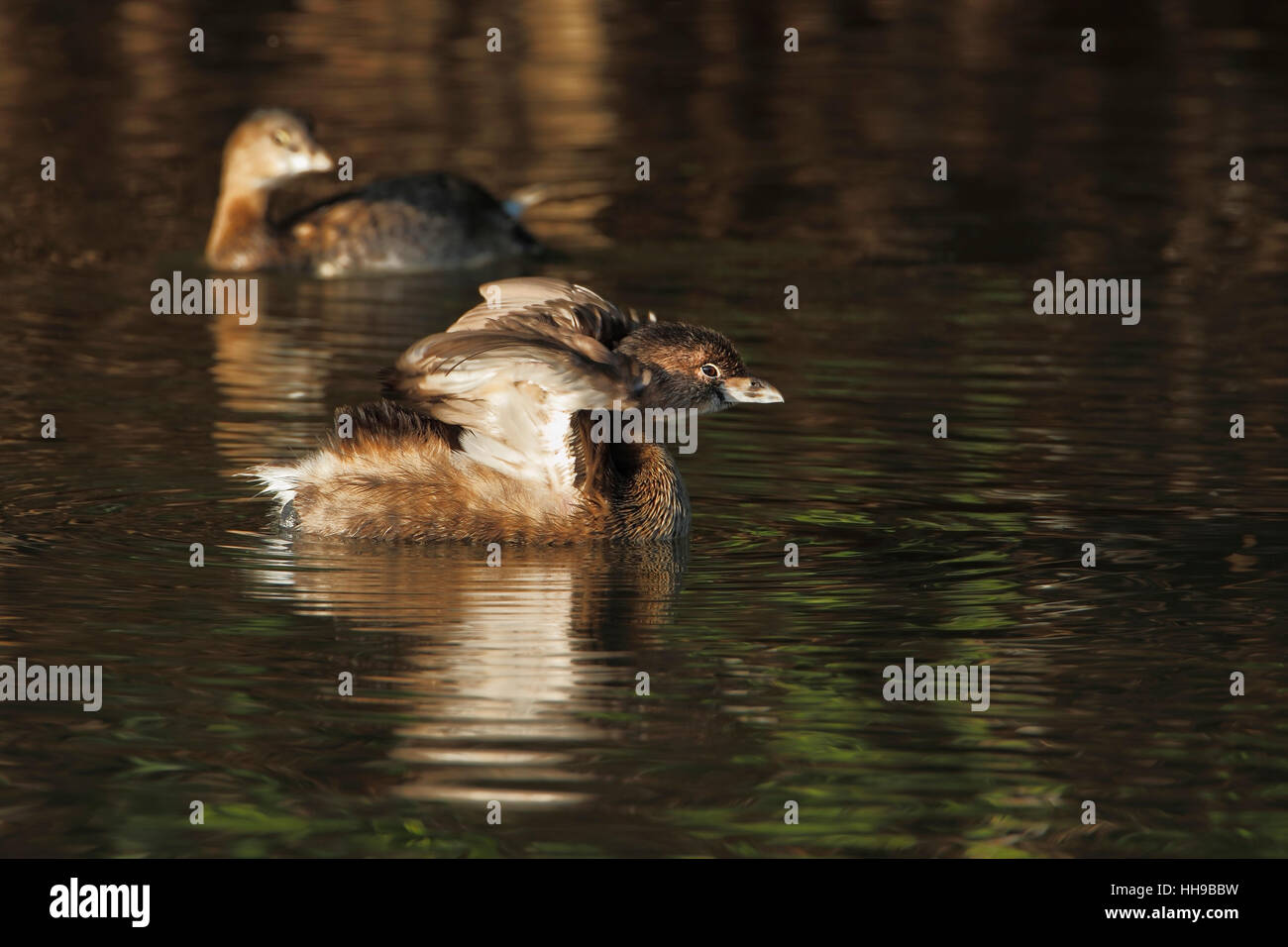 Pied – abgerechnet Grebe (Podilymbus Podiceps) in Wasser mit Flügel gestreckt im frühen Morgenlicht, Ding Darling NWR, Florida, USA Stockfoto