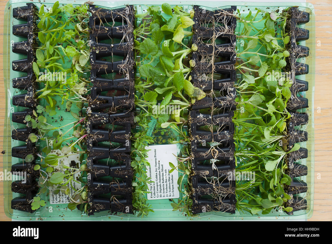 Mehrjährige Stecker Pflanzen geliefert, einmal geöffnet, über den Versandhandel in UK Stockfoto