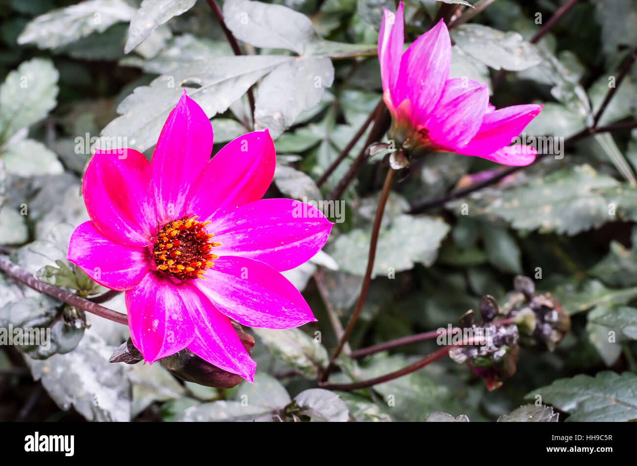 Dahlie Magenta Star blühen im September im Vereinigten Königreich Stockfoto