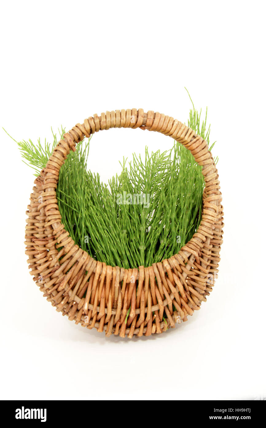 isoliert, Korb, Schachtelhalm, Ausschnitt, Pflanzenheilkunde, Phytotherapie, Stockfoto