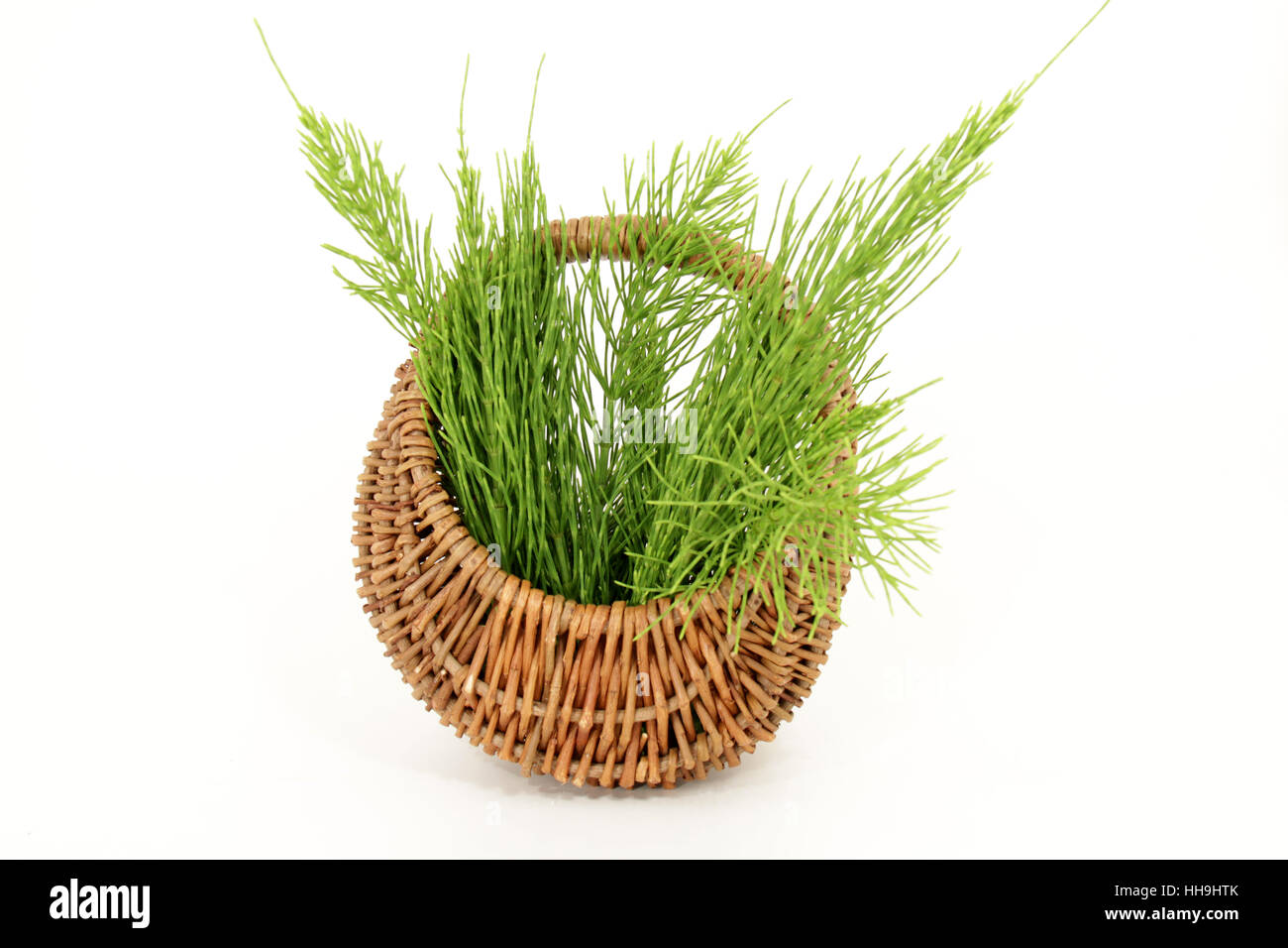 isoliert, Korb, Schachtelhalm, Ausschnitt, Pflanzenheilkunde, Phytotherapie, Stockfoto
