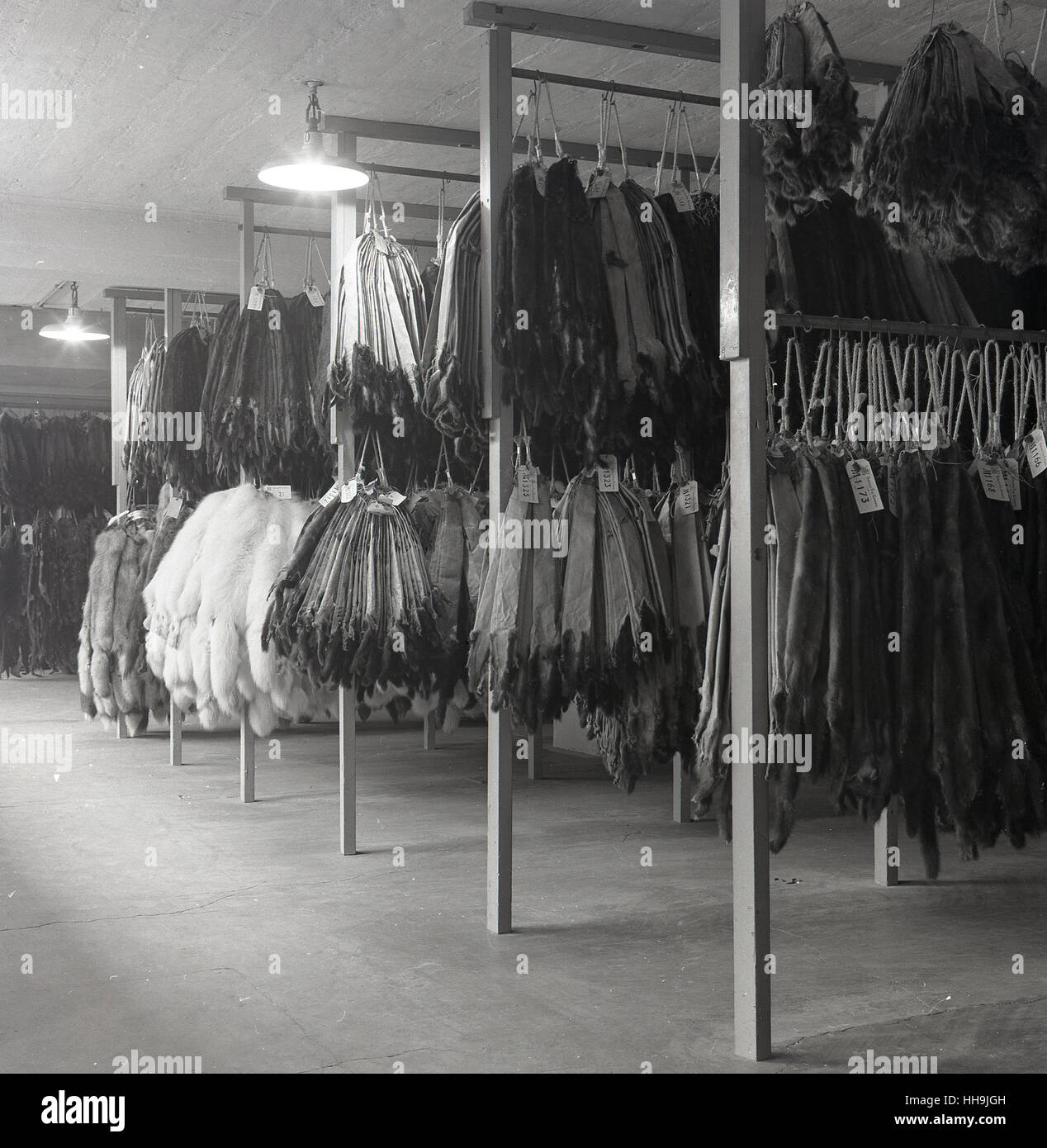 historische, große Bündel von importierten Tierfellen durch die Hudson Bay Company, nummeriert und beschriftet und hängen in einem Lager der 1950er Jahre. Stockfoto