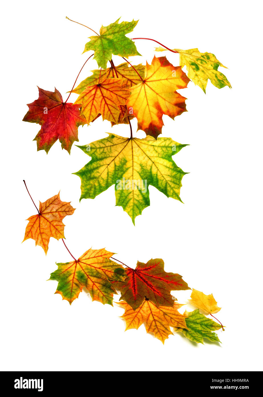 Blätter, Herbstlaub, Herbstlaub, Hintergrund, Hintergrund, Laub, auseinander, Stockfoto