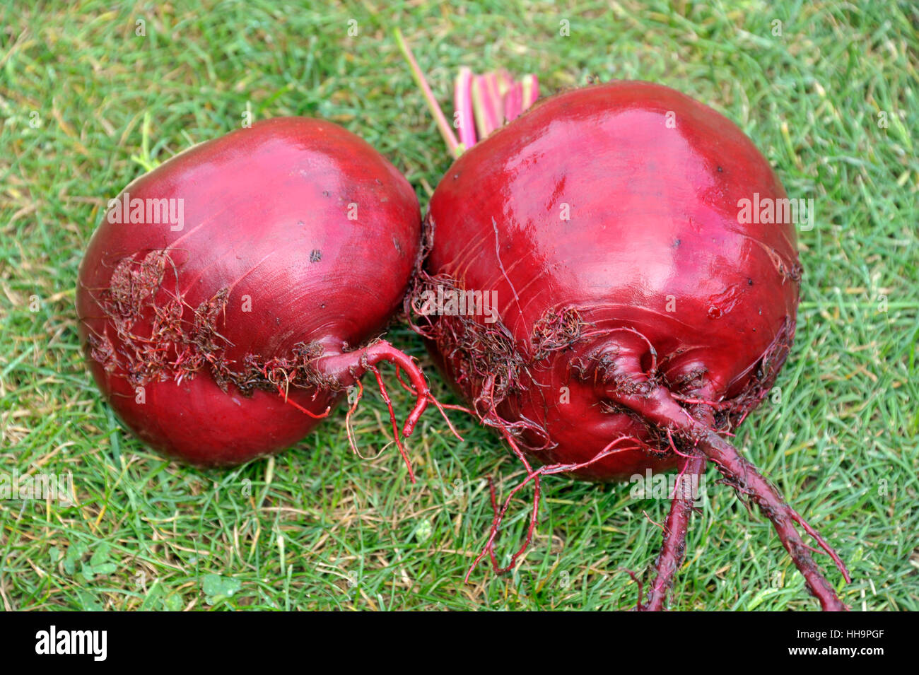 Frisch aufgehoben und gewaschenen roten Rüben oder Rüben Wurzeln. Verschiedene Boltardy. Stockfoto