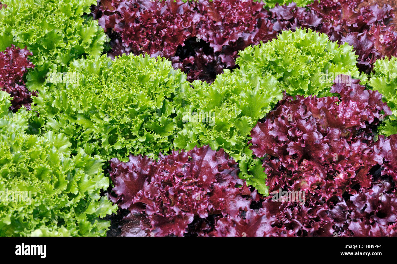 Gemischte rote und grüne Loseblatt Salat wächst in einem Garten Salat. Stockfoto