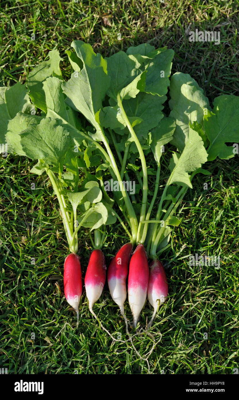 Reihe von frisch gepflückt und gewaschen Salat Radieschen, verschiedene Französisch Frühstück, Raphanus Raphanistrum Sativus. Stockfoto