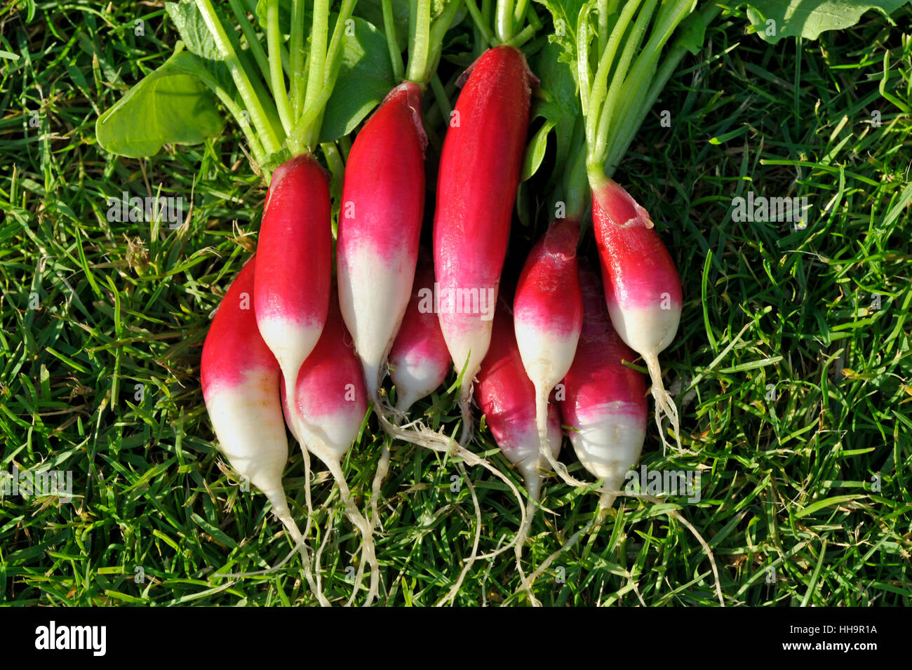 Reihe von frisch gepflückt und gewaschen Salat Radieschen, verschiedene Französisch Frühstück, Raphanus Raphanistrum Sativus. Stockfoto