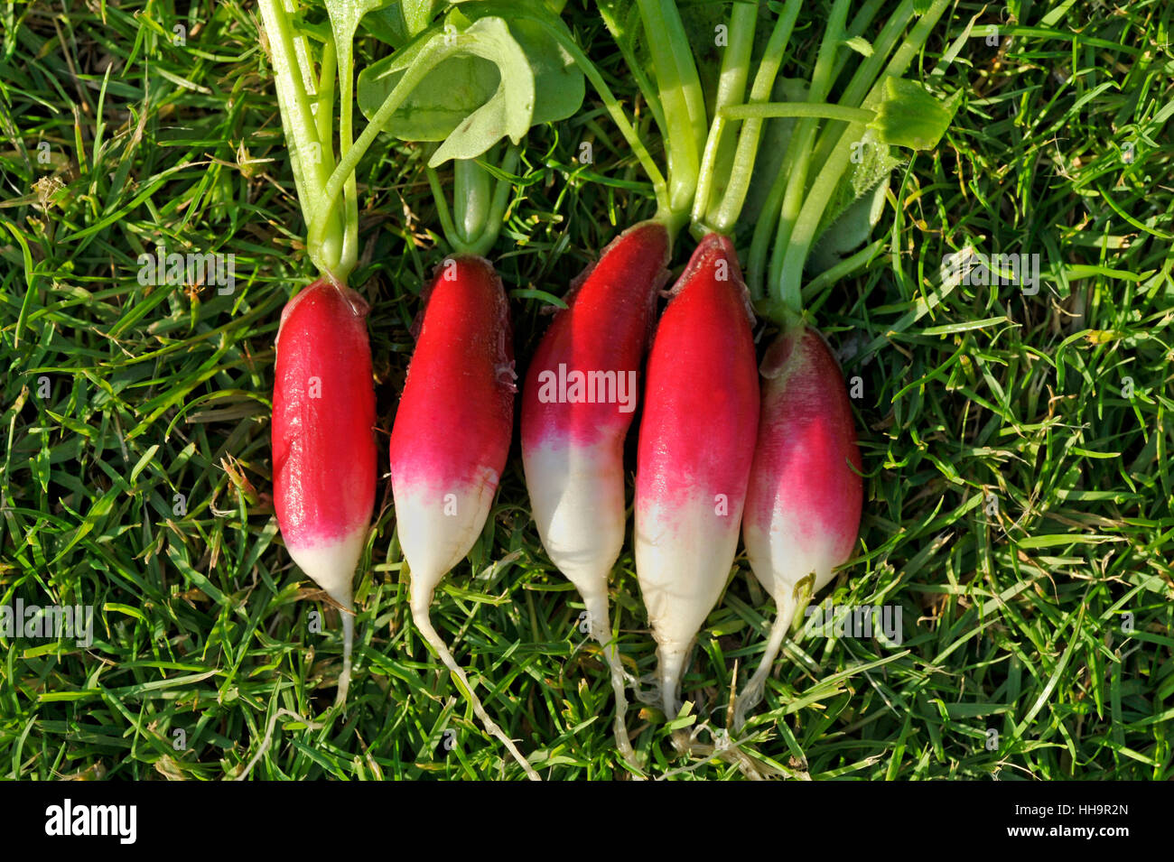 Reihe von frisch gepflückt und gewaschen Salat Radieschen, verschiedene Französisch Frühstück, Raphanus Raphanistrum Sativus. Stockfoto