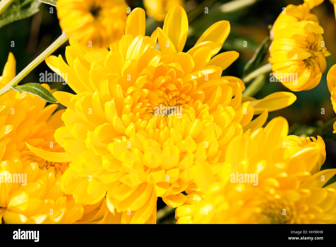 Blume chrysantheme gelb Fotos und Bildmaterial in hoher Auflösung Alamy