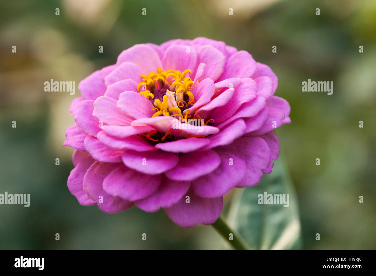 Rosa Zinnia Blume Closeup - USA Stockfoto