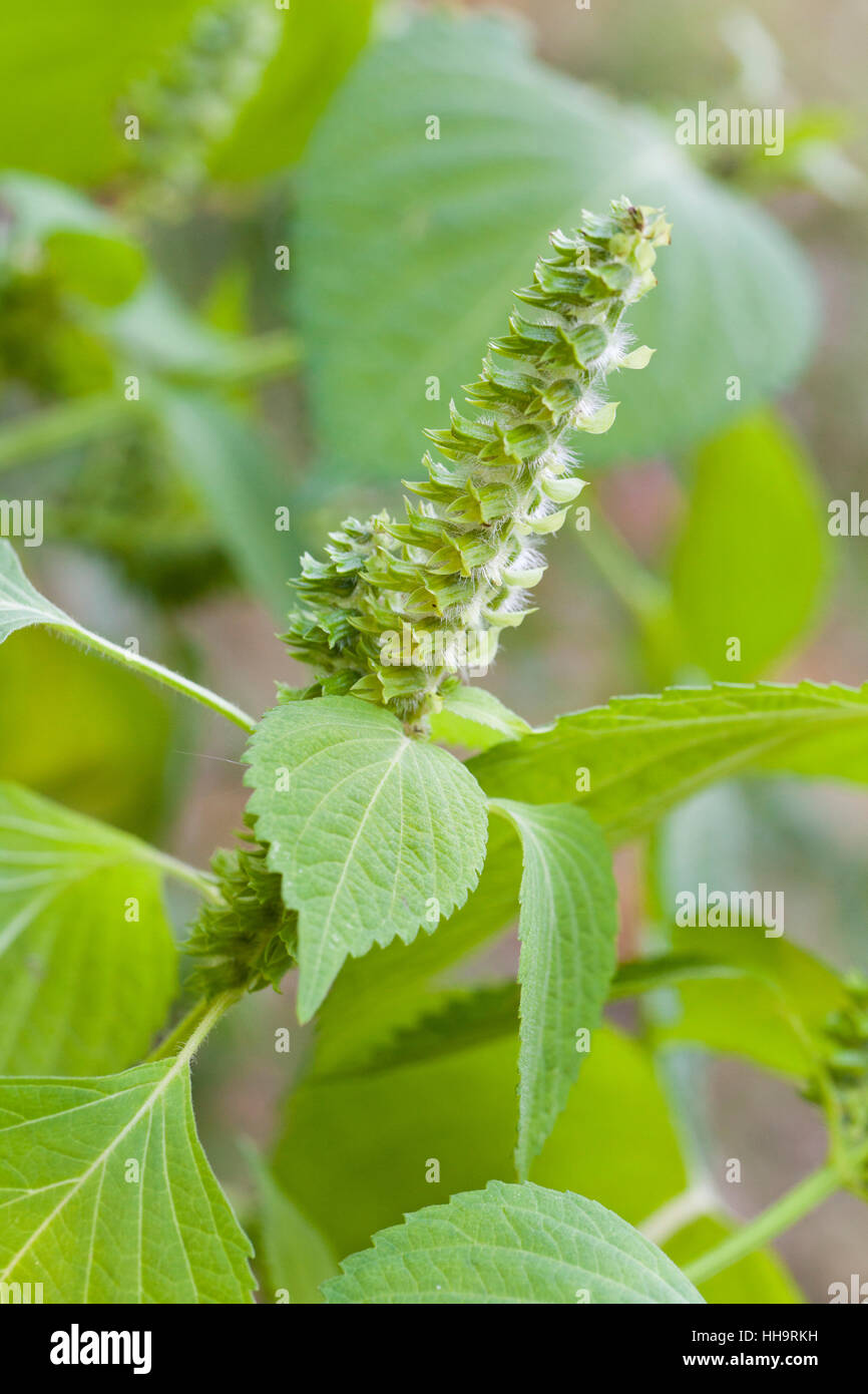 Der Raceme deulkkae Pflanze aka Koreanischen Sesam (Perilla frutescens  Stockfotografie - Alamy