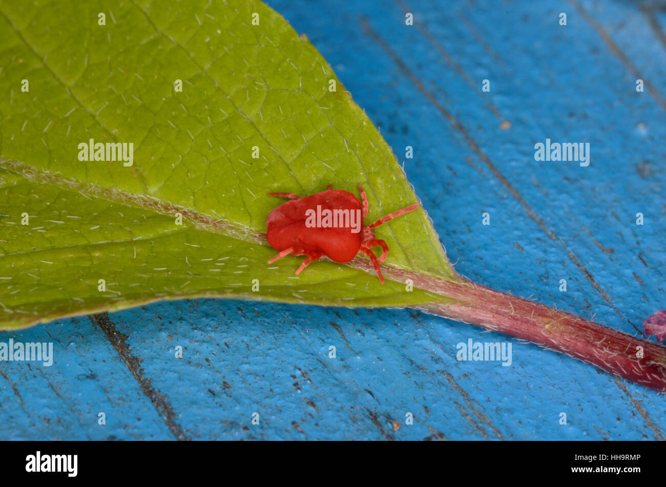 Kleine rote spinnen Fotos und Bildmaterial in hoher Auflösung Alamy