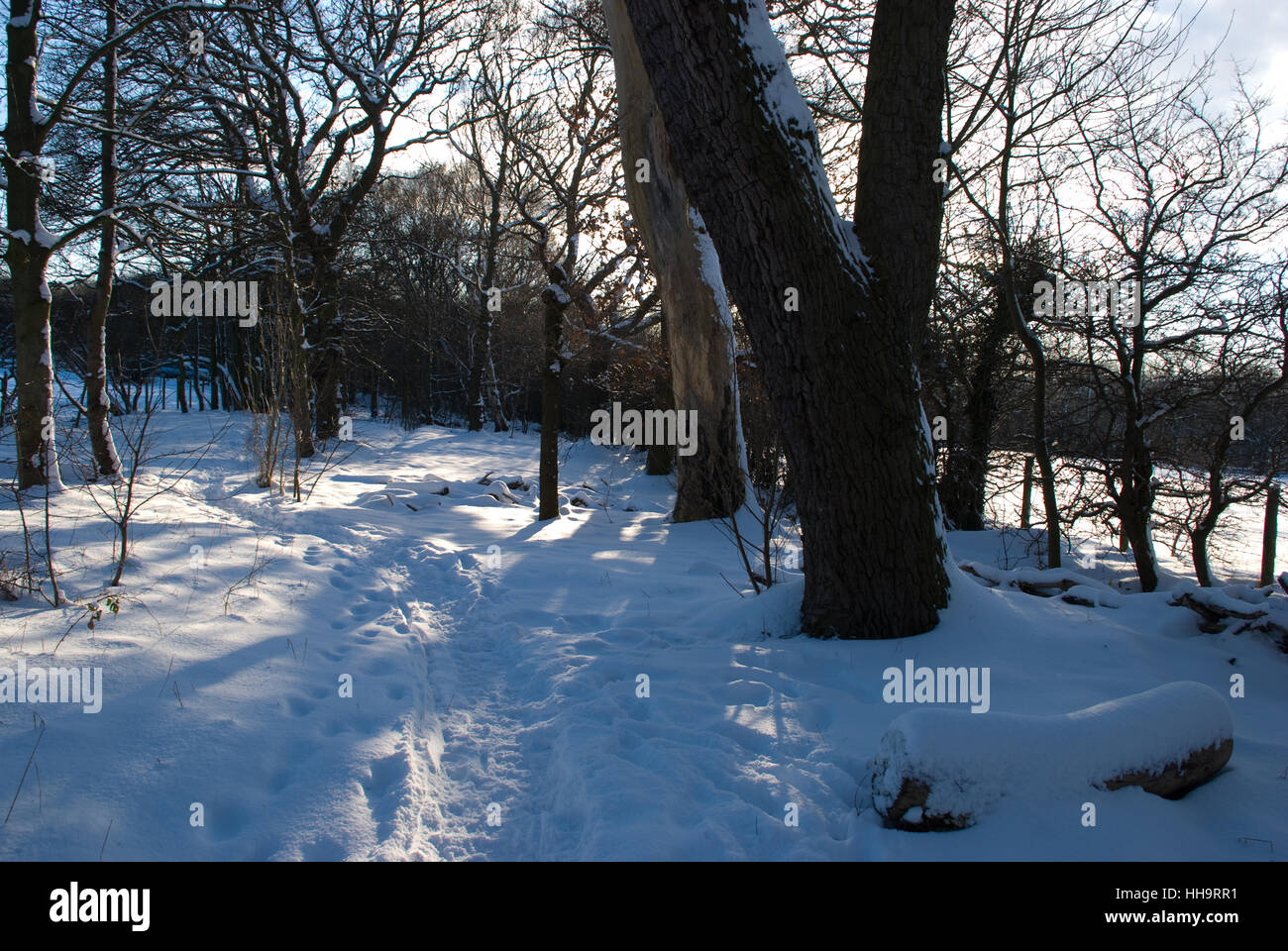 Verschneite Pfad mit Fußspuren durch Waldgebiet an hellen klaren Wintertagen mit der Sonne bricht durch die blattlosen Äste auf den Schnee Stockfoto