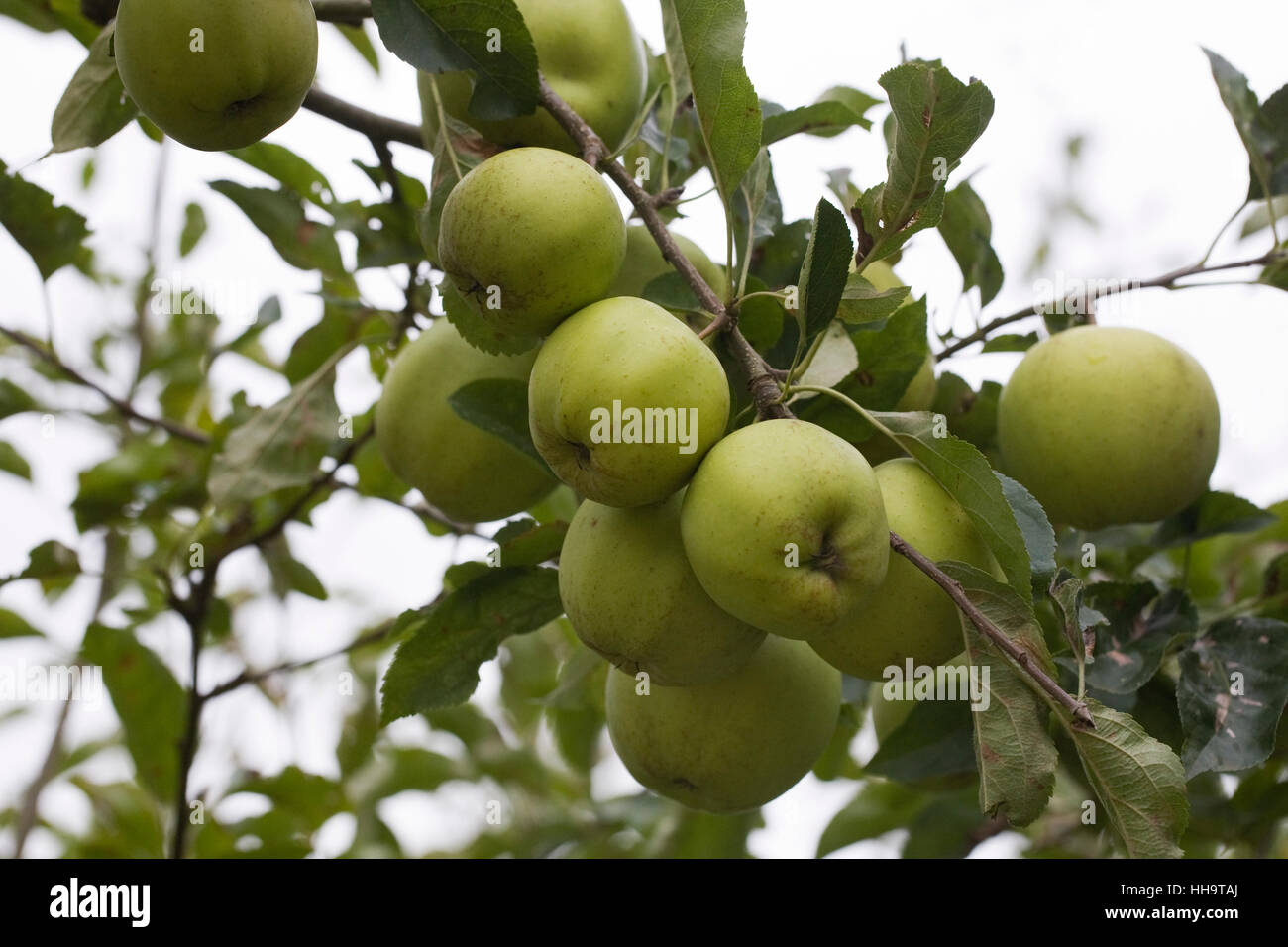 'Malus Domestica Golden Delicious' wächst in einem englischen Obstgarten. Stockfoto