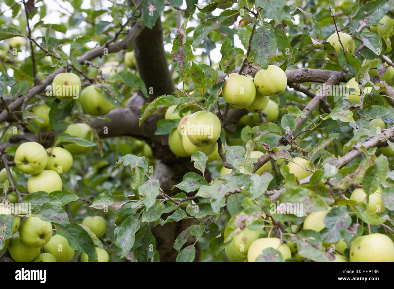 'Malus Domestica Golden Delicious' wächst in einem englischen Obstgarten. Stockfoto