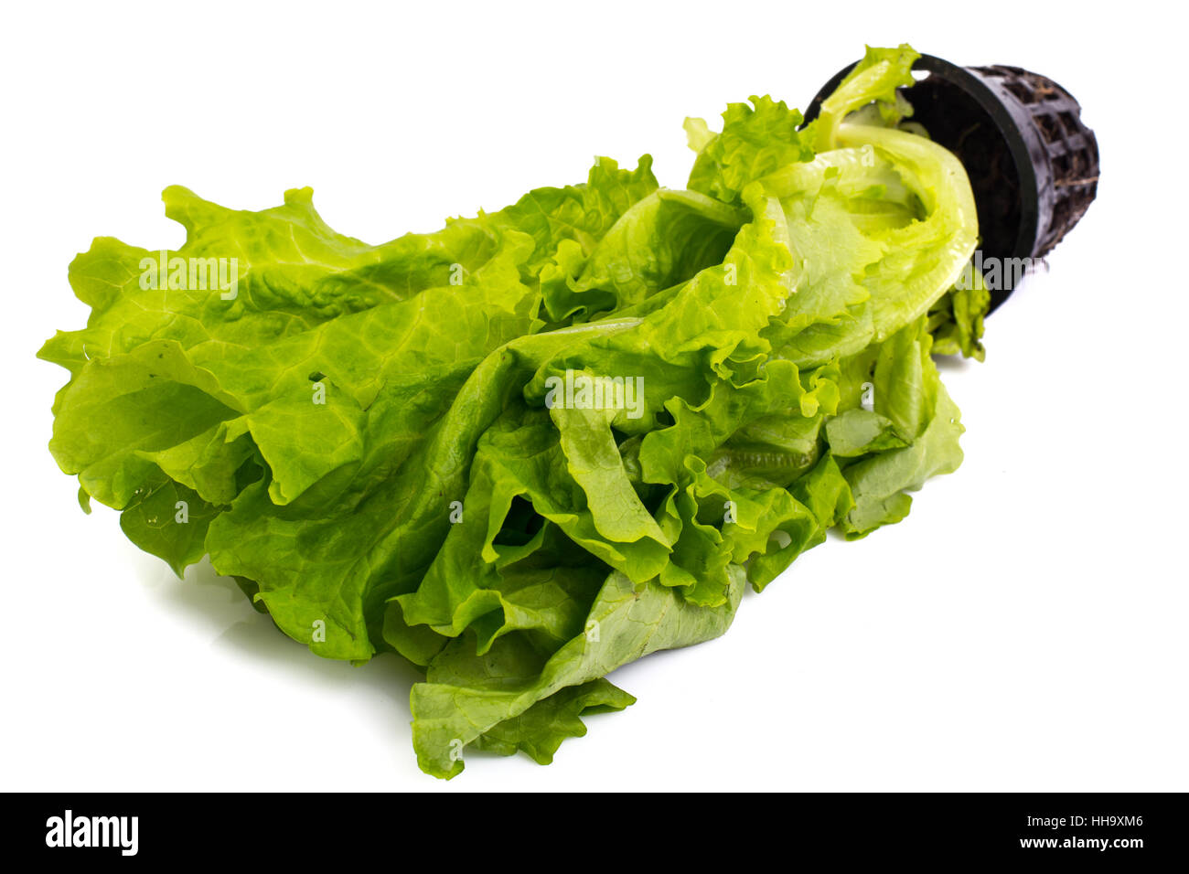Frischer Salat, gewachsen in einer pt Stockfoto Frischer Salat, gewachsen in einer pt Stockfoto