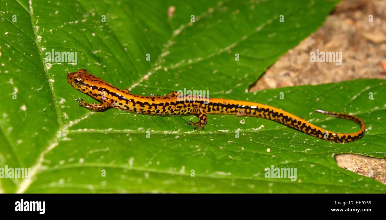 Long-tailed Salamander (Eurycea Longicauda) am Mississippi State Park in Mississippi. Stockfoto