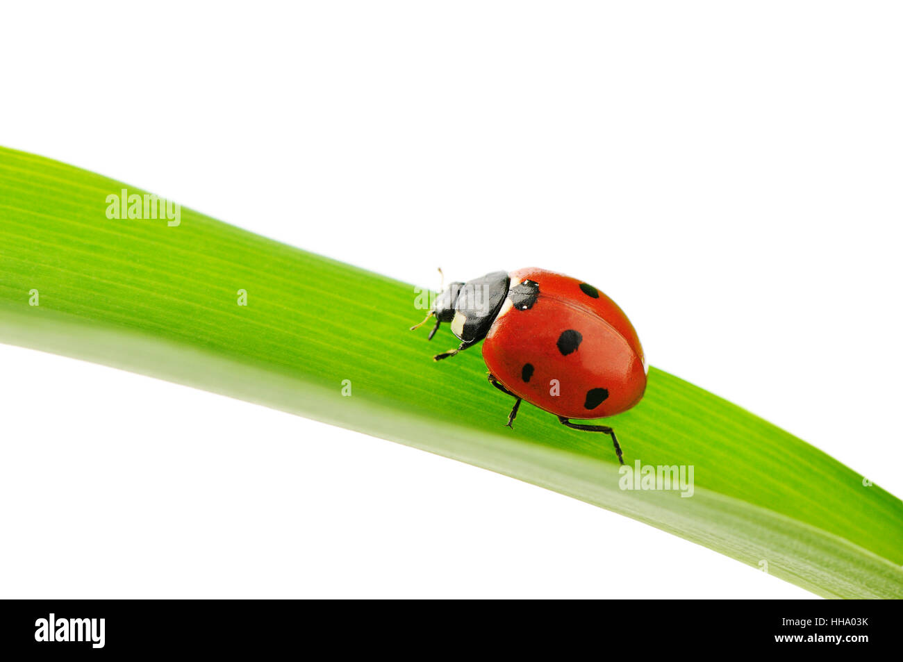 Marienkäfer auf grünes Blatt isoliert auf weiss Stockfoto