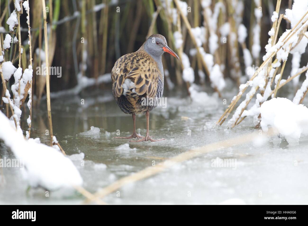 Teich schiene Fotos und Bildmaterial in hoher Auflösung Alamy