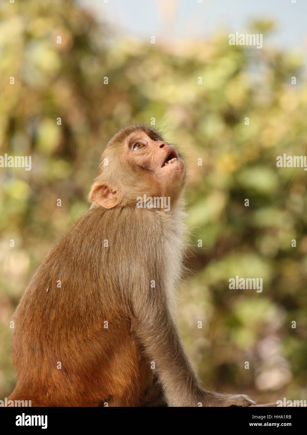 Überrascht Affe am Swayambhu Nath Tempel, Kathmandu, Nepal. Stockfoto