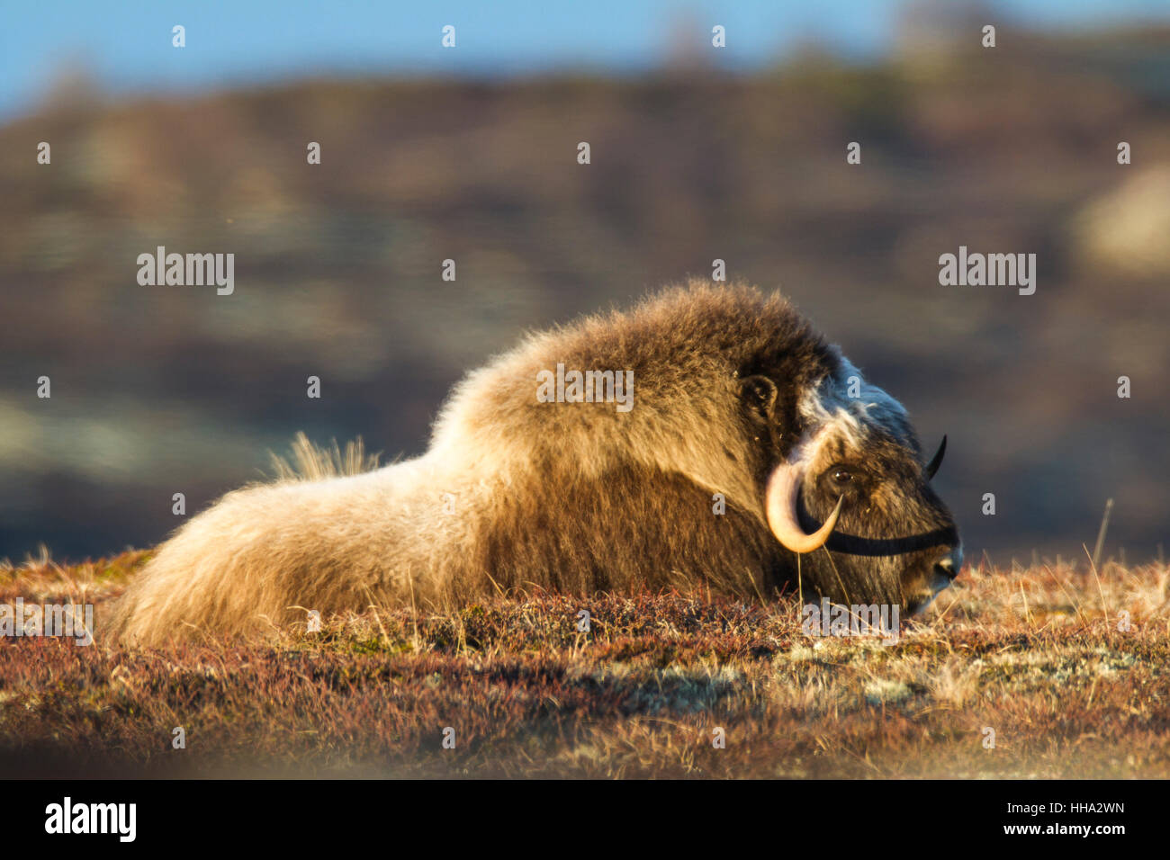 Tierwelt: wilde Moschusochsen im Dovrefjell, Norwegen Stockfoto