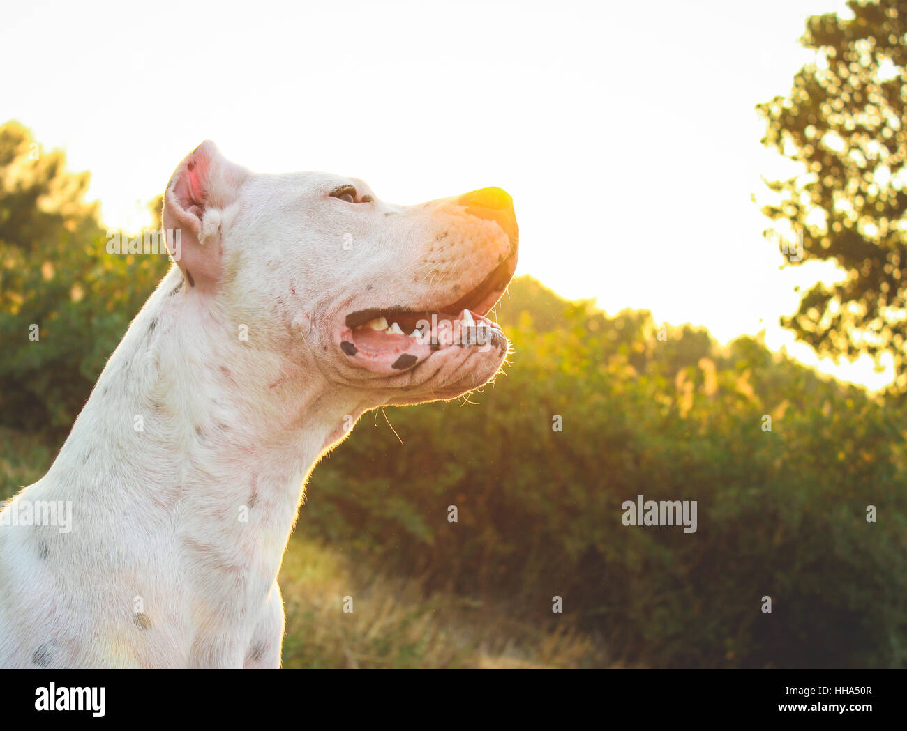 Weisser Dogo Argentino Hund Von Baumen In Einem Feld Von Grunland Umgeben Stockfotografie Alamy