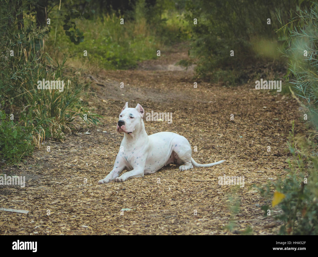 Weißer Dogo Argentino Hund im Bergwald. Stockfoto