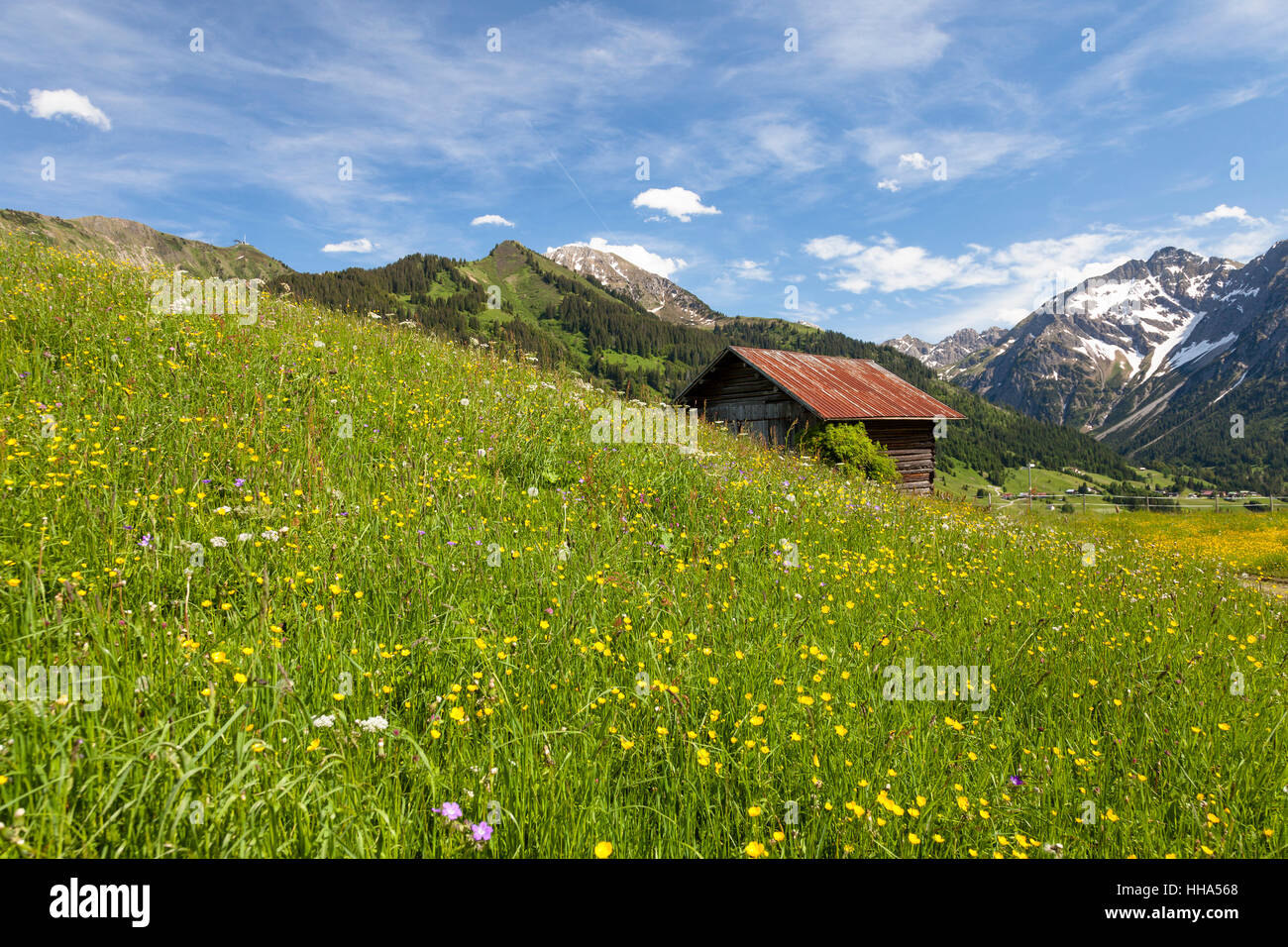 Alpen, Österreicher, Frühling, Blumenwiese, Almwiese, blau, Haus, Gebäude, Stockfoto