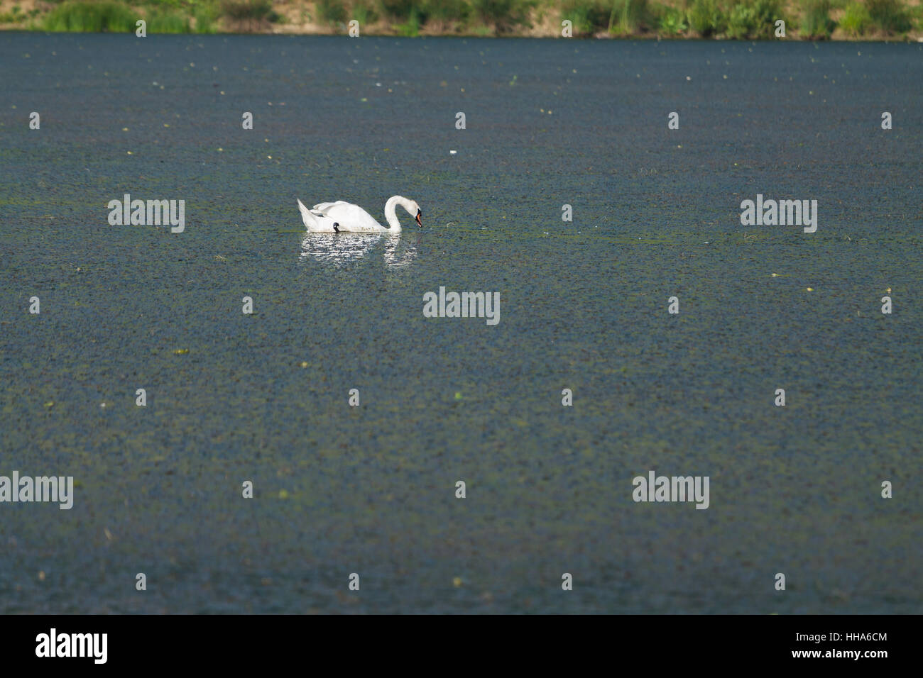 Schwan im schmutzigen See Stockfoto