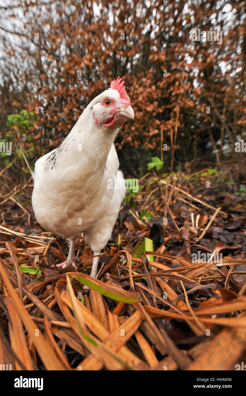 weiße Freilandhaltung Huhn Henne im Wintergarten Stockfoto