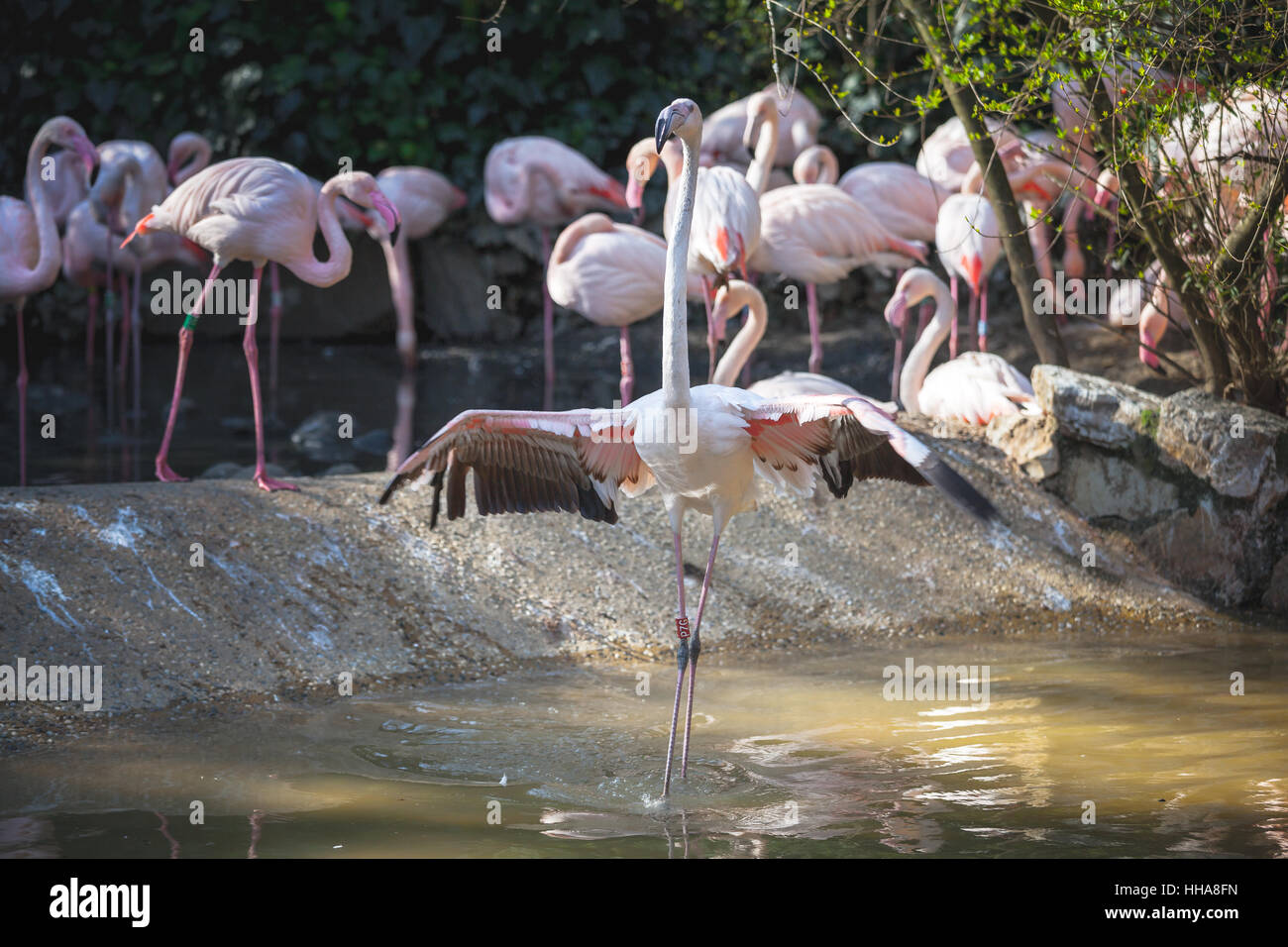 eine Herde von Flamingos im Wasser im Zoo von Pistoia in Italien Stockfoto