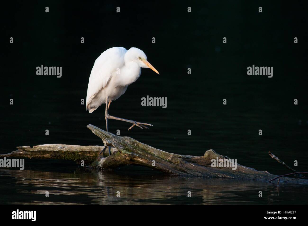 Reiher Stockfoto