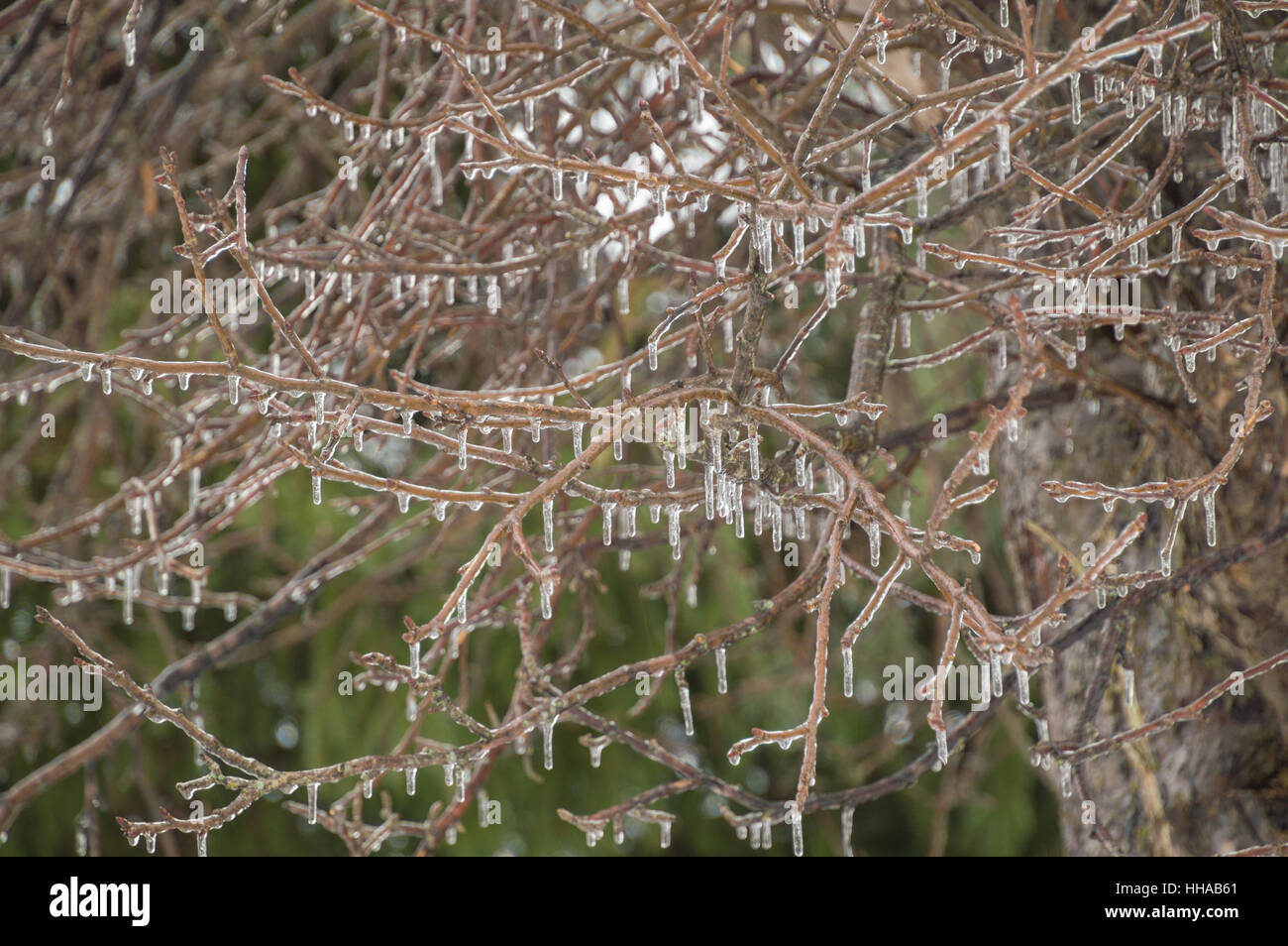 Äste hängen mit Eiszapfen hängen nach einer eiskalten Regen Ice Storm. Grüner Hintergrund Stockfoto
