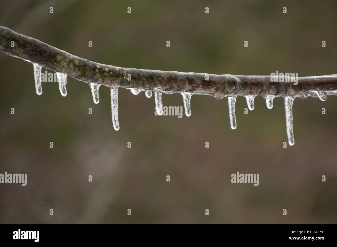 Abzweig mit Eiszapfen hängen nach einer eiskalten Regen Ice storm Stockfoto
