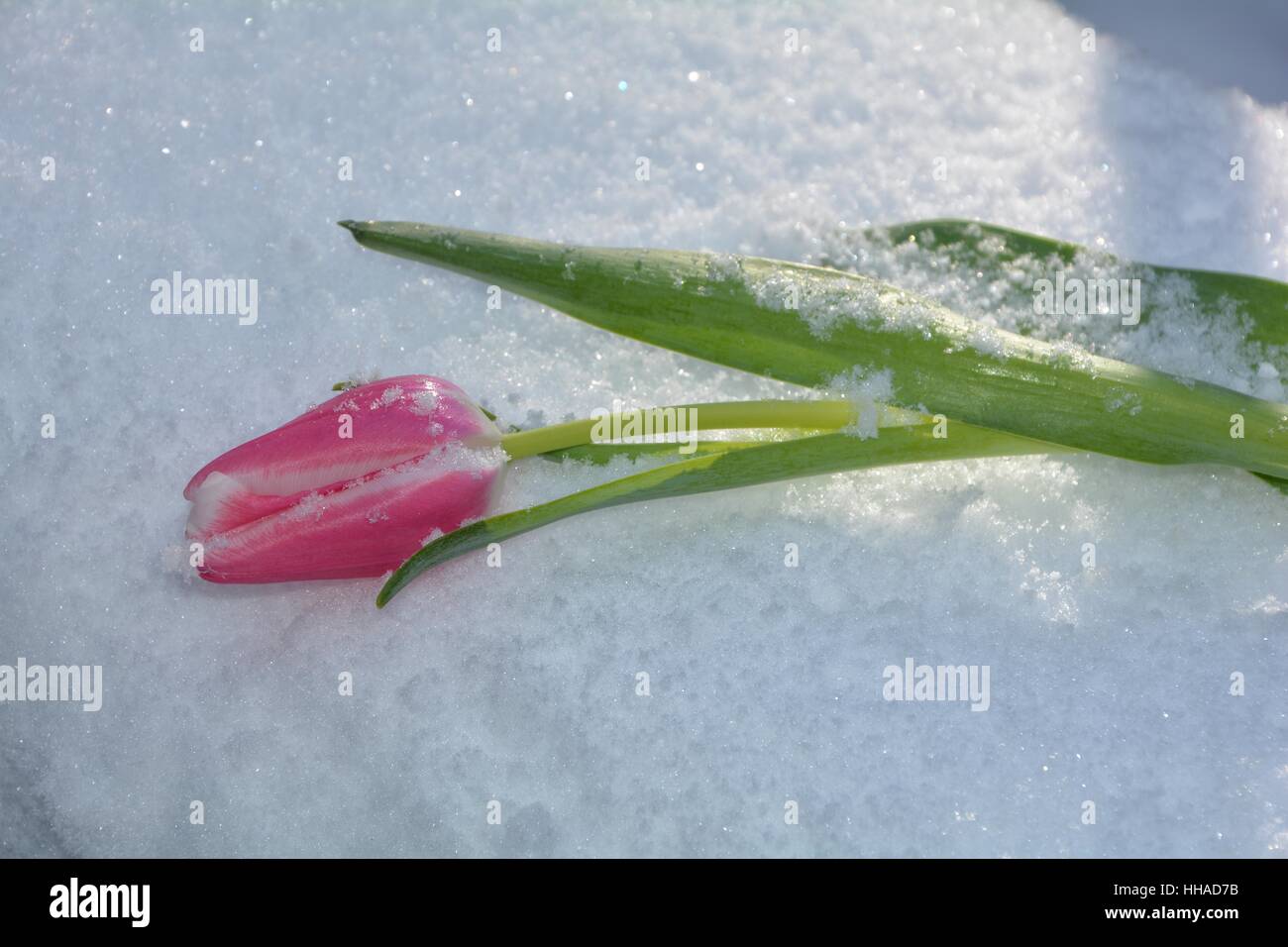 Rosa Tulpe liegt im Schnee (Tulipa) im Sonnenlicht Stockfoto