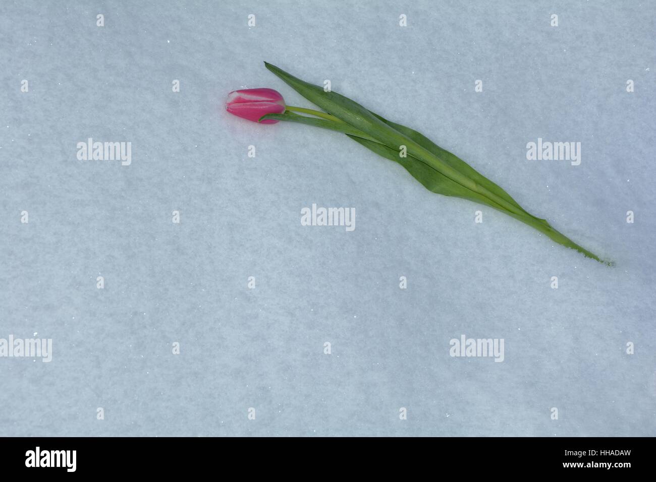 Rosa Tulpe liegt im Schnee (Tulipa) Stockfoto