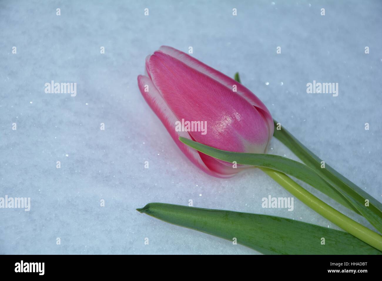 Rosa Tulpe liegt im Schnee (Tulipa) Stockfoto