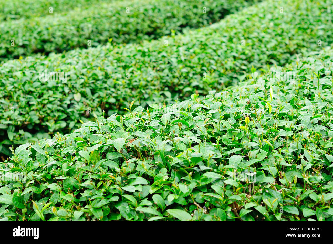 blau, Tee, schön, beauteously, schön, Blatt, Reisen, Landwirtschaft, Stockfoto