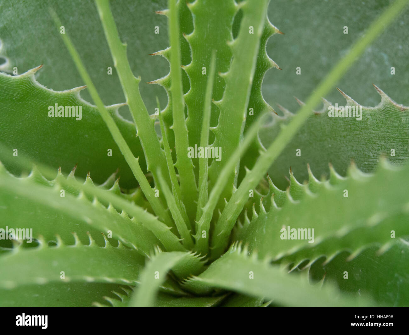 Fleischige, stachelige Blätter stachelige Pflanze Stockfotografie - Alamy