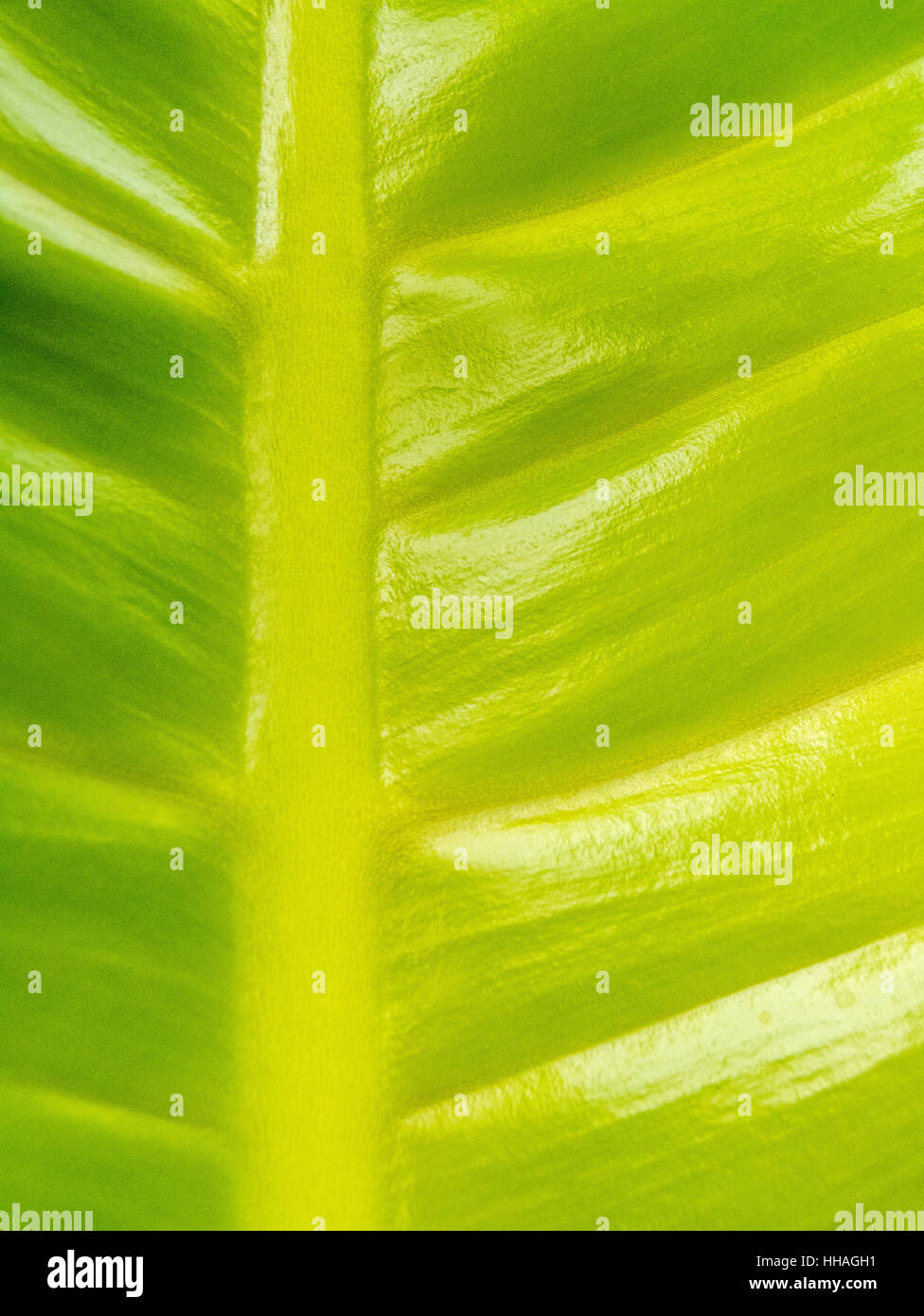 Gelbe und grüne Blatt geschossen ganz in der Nähe, Hochformat Stockfoto