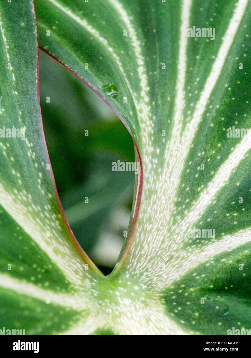 Grüne und weiße Blatt Makro, Hochformat Stockfoto