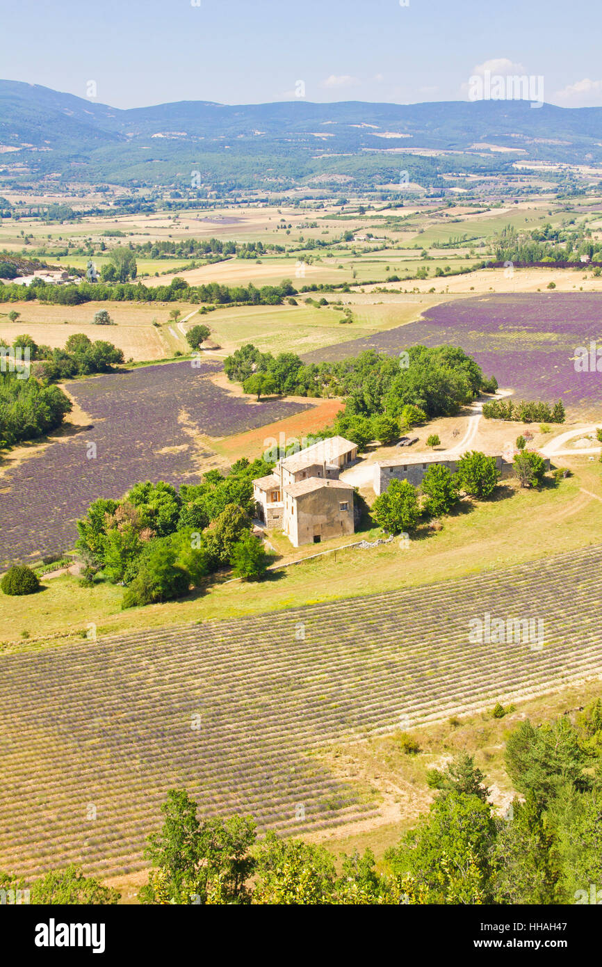 Blume, Pflanze, Feld, Frankreich, Lavendel, Provence, Landschaft, Landschaft, Stockfoto