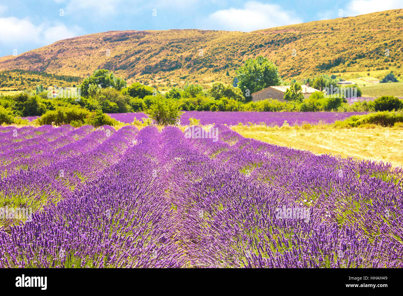 Blume, Pflanze, Feld, Frankreich, Lavendel, Provence, Landschaft, Landschaft, Stockfoto