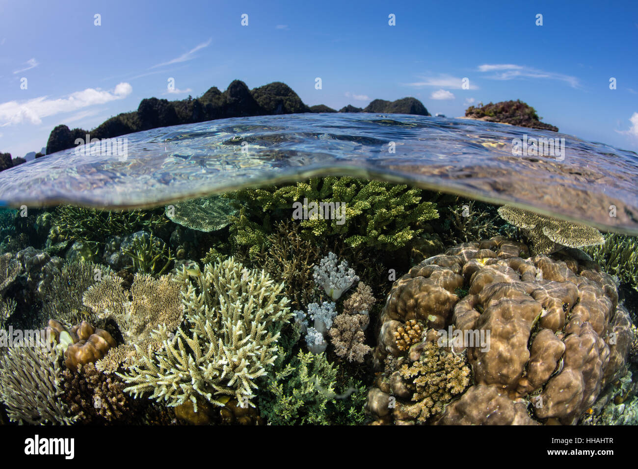 Einem schönen Korallenriff gedeiht in Raja Ampat, Indonesien. Diese artenreichen Region bekannt als das Herzstück der Coral Triangle. Stockfoto