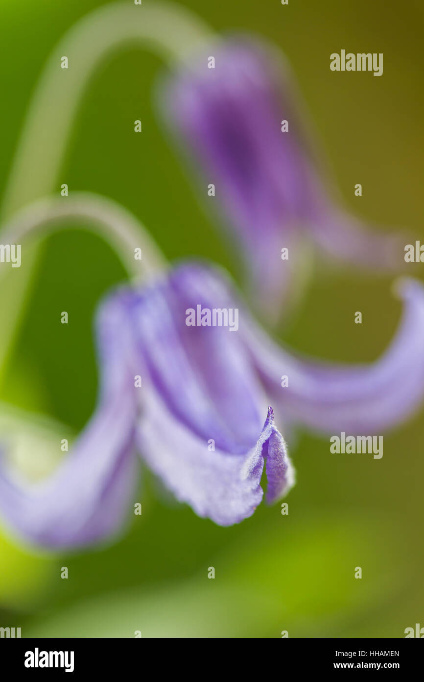 Clematis Integrifolia, mehrjährige Clematis, sehr kleinen dof Stockfoto