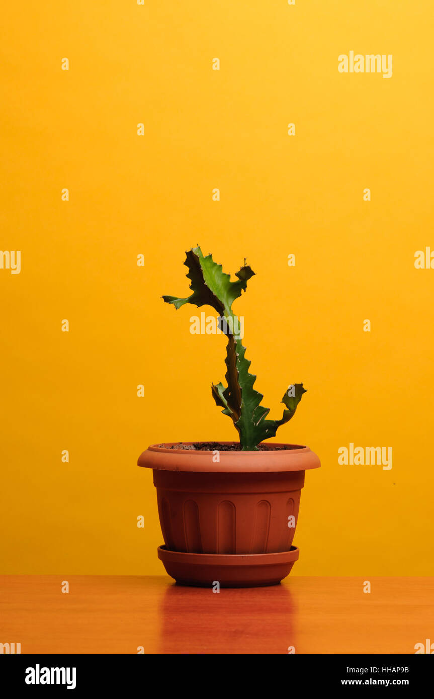 Ein Kaktus im Topf auf einem braunen Tisch Stockfoto