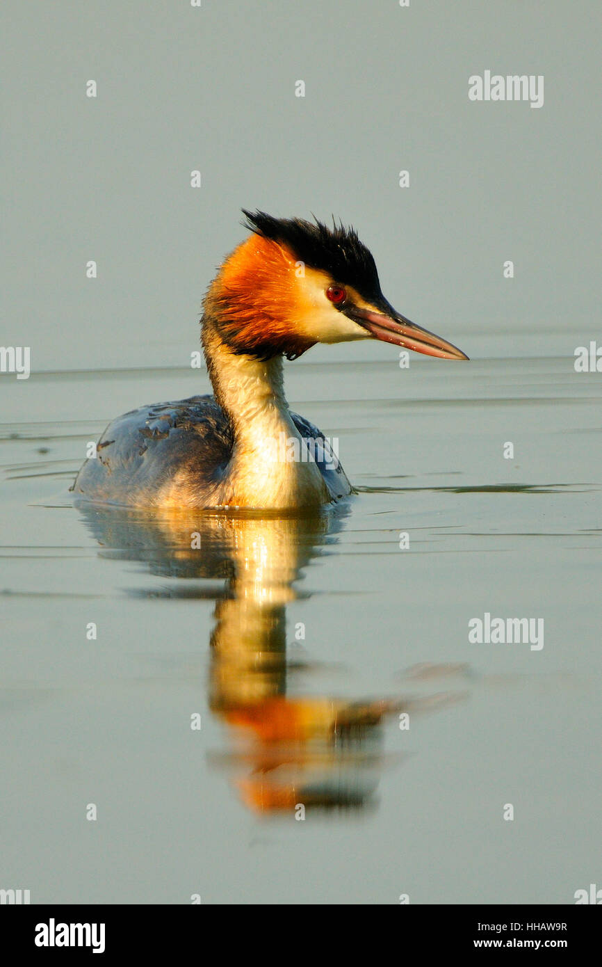 Great crested grebe Stockfoto