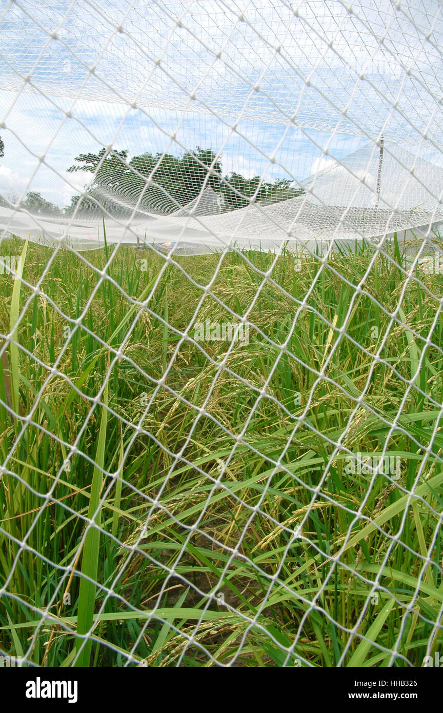 blau, Lebensmittel, Nahrungsmittel, Blatt, Landwirtschaft, Forschung, Vogel, Boden, Boden, Erde, Stockfoto